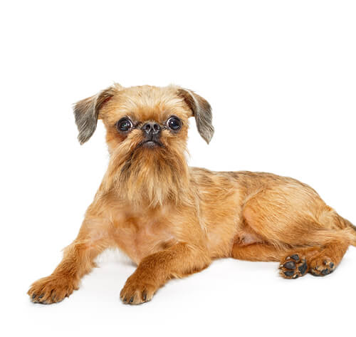 Griffon on sale dog small